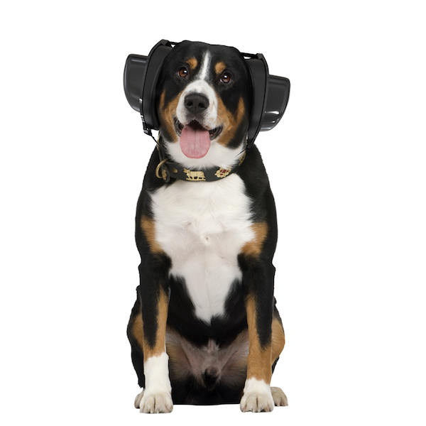 Zuverlässiger Gehörschutz für Hunde von BOLLSEN